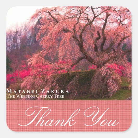 Sticker Carré Matabei-Zakura: Weeping Cherry Tree (Devant)