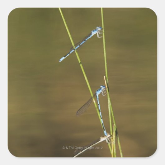 Sticker Carré Mating Damselflies (Devant)