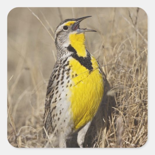 Sticker Carré Meadowlark occidental (Strunella négligecta) (Devant)