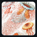 Sticker Carré Méduse, Discomedusae par Ernst Haeckel<br><div class="desc">Méduse,  Discomedusae Scheibenquallen par Ernst Haeckel Sticker</div>