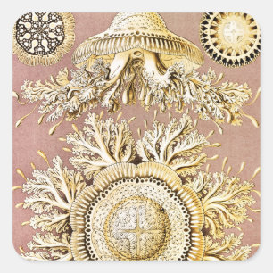 Sticker Carré Méduses, Discomedusae par Ernst Haeckel