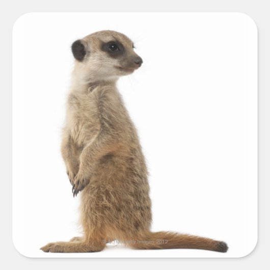 Sticker Carré Meerkat ou Suricate - Suricata suricatta (Devant)