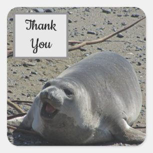 Sticker Carré Merci Elephant Seal Photo Appréciation