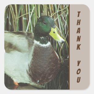 Sticker Carré Merci Mallard Canard Photo Nature Oiseaux