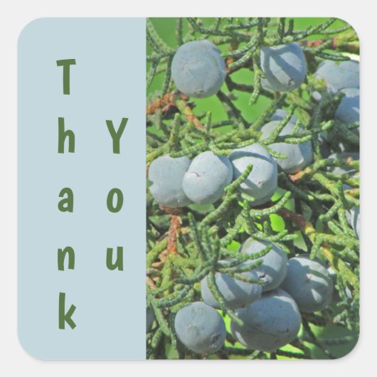 Sticker Carré Merci Pin Arbre Berry Bleu Vert Appréciation (Devant)