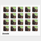 Sticker Carré Mère orang-outan avec bébé (Feuille)