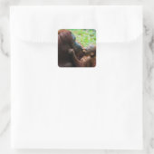 Sticker Carré Mère orang-outan avec bébé (Sac)