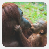 Sticker Carré Mère orang-outan avec bébé (Devant)