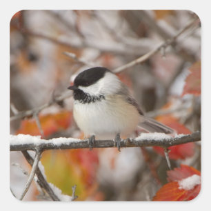 Sticker Carré Mésange à tête noire adulte dans la neige