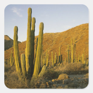 Sticker Carré Mexique, Baja, Père Noël, île de Catalina, mer 