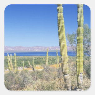 Sticker Carré Mexique, Basse Californie Sur, Mulege, Bahia
