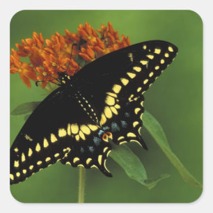 Sticker Carré Michigan, Rochester. Noir d'Amérique