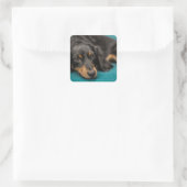 Sticker Carré Mignet Dachshund Se Pose En Bas (Sac)