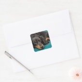 Sticker Carré Mignet Dachshund Se Pose En Bas (Enveloppe)
