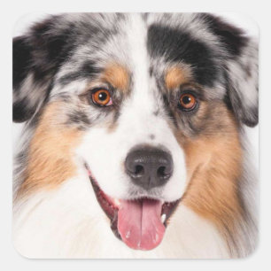 Sticker Carré Mignon Chien Australien Berger Australien Amateur