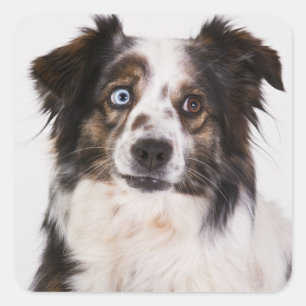 Sticker Carré Mignon Chien Australien Berger Australien Amateur