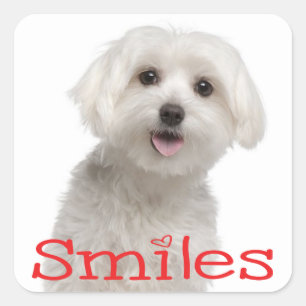 Sticker Carré Mignonne Chien Chien Chien Coquelet Maltais Blancs