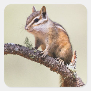 Sticker Carré Mignonne chipmunk