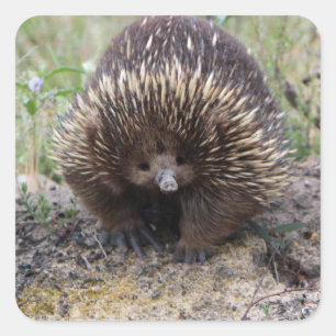 Sticker Carré Mignonne Echidna d'Australie