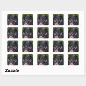 Sticker Carré Miniature American Shepherd Black Tri (Feuille)