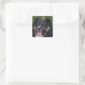 Sticker Carré Miniature American Shepherd Black Tri (Sac)