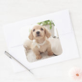 Sticker Carré Miniature Dachshund (Enveloppe)