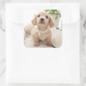 Sticker Carré Miniature Dachshund (Sac)