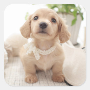 Sticker Carré Miniature Dachshund