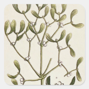 Sticker Carré Mistletoe de 'A Curious Herbal', 1782