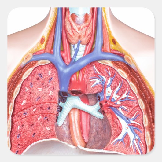 Sticker Carré Modèle corps humain interne sur arrière - plan bla (Devant)