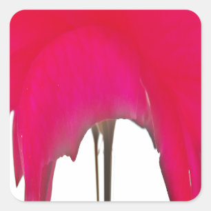 Sticker Carré Moment capturé : Une Élégance Pétale Rose Rouge