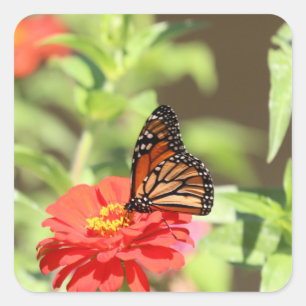 Sticker Carré Monarque d'octobre