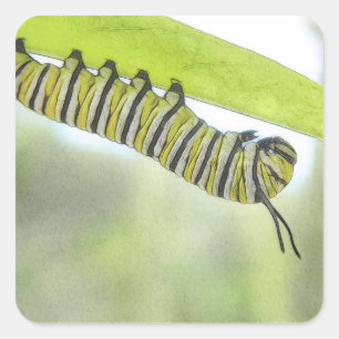 Sticker Carré Monarque Papillon Caterpillar À La Recherche D'Un 