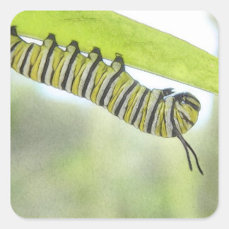 Sticker Carré Monarque Papillon Caterpillar À La Recherche D'Un
