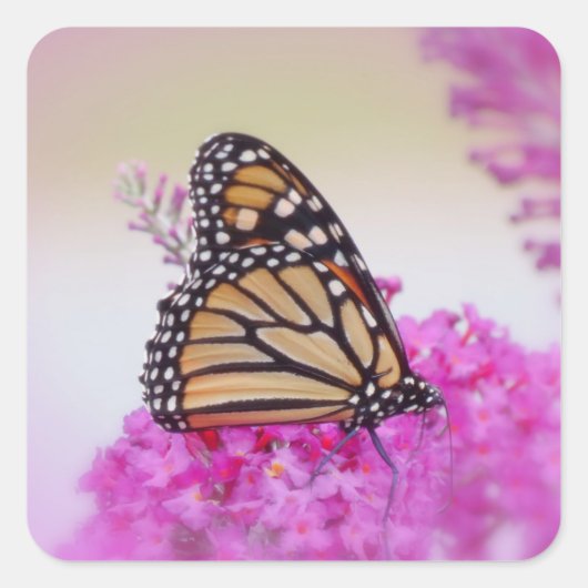 Sticker Carré Monarque sur rose - Papillon (Devant)