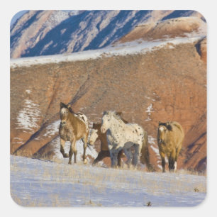 Sticker Carré Montagnes Big Horn, Chevaux courant
