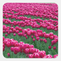 Montrer le jardin de bulbes de tulipes à fleurs pr