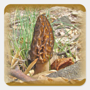 Sticker Carré Morel Mushroom