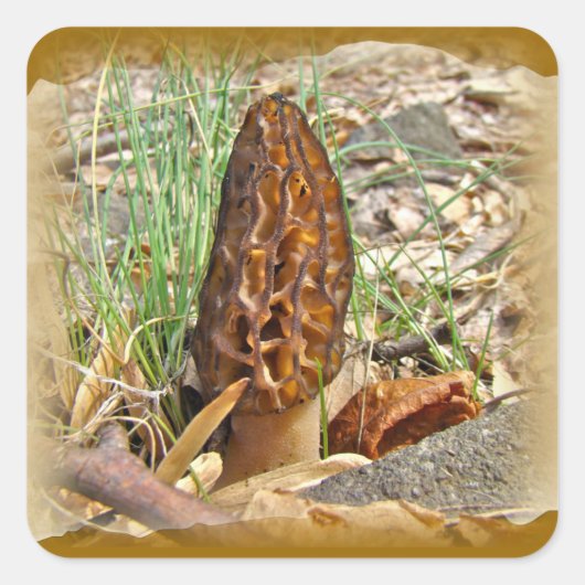 Sticker Carré Morel Mushroom (Devant)