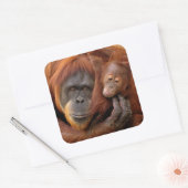 Sticker Carré Mother & Baby Orangutan (Enveloppe)