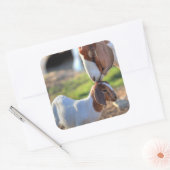 Sticker Carré Mother Goat et bébé (Enveloppe)