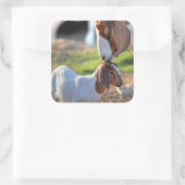 Sticker Carré Mother Goat et bébé (Sac)