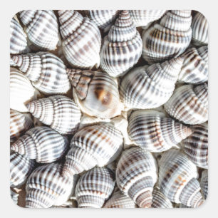 Sticker Carré Motif Coastal Ocean Sea Shell