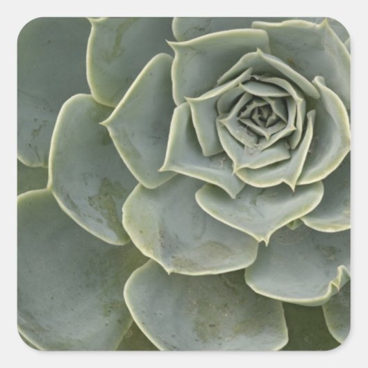 Sticker Carré Motif de cactus (Devant)
