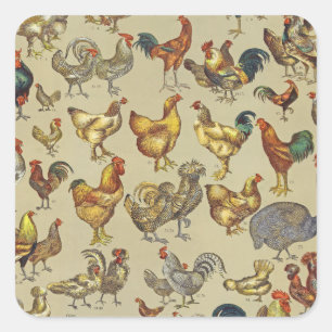 Sticker Carré Motif de coq poulet vintage : Art de ferme