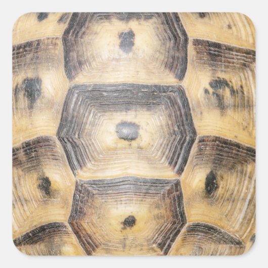 Sticker Carré Motif de coque Tortoise (Devant)
