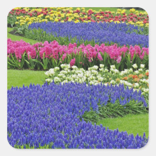 Sticker Carré Motif de Grape Hyacinth, tulipes et 3