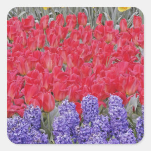 Sticker Carré Motif de hyacinthe, de tulipes et de daffodils,