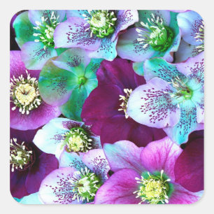 Sticker Carré Motif d'Hellébore de fleur d'hiver,