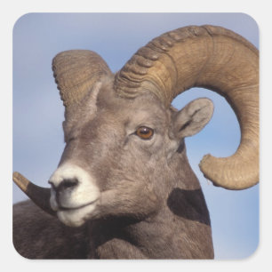 Sticker Carré mouflon canadien, mouflon d'Amérique du Nord, Ovis